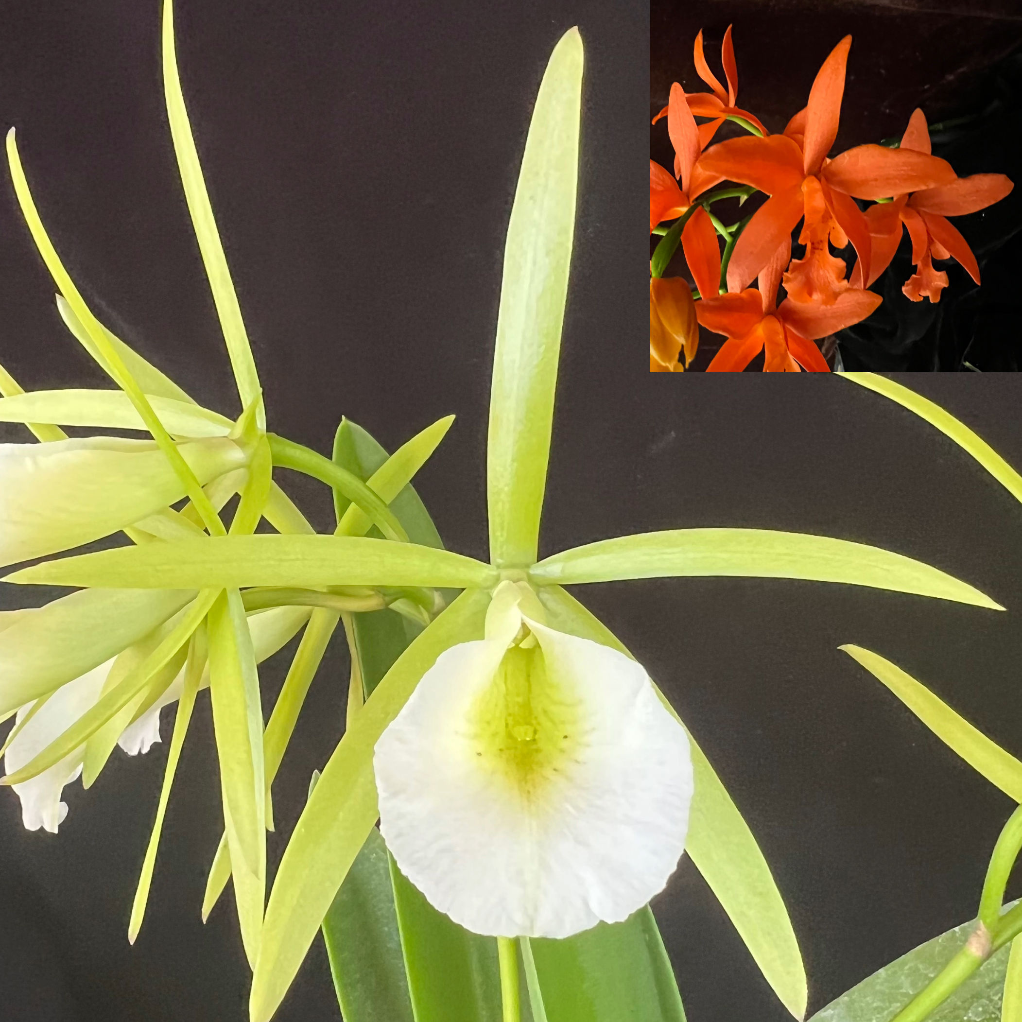 Rlc. Richard Mueller x Pvc. Key Lime Stars