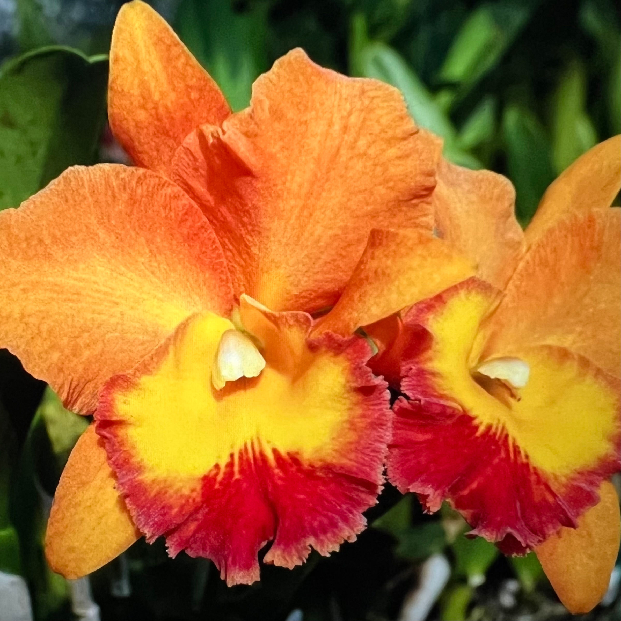 Rlc. Mrs. Nancy Shibata 'Paradise'