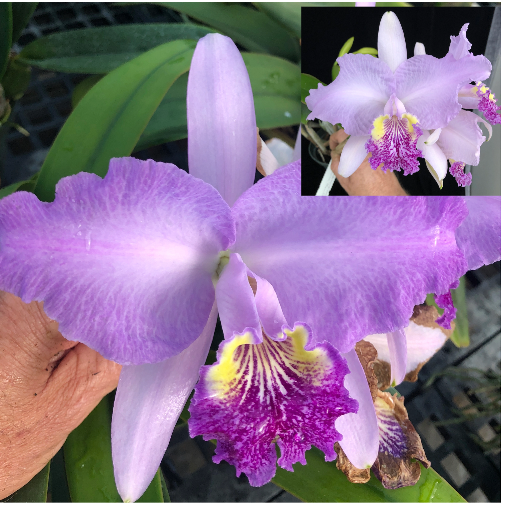 C. lueddemanniana h. f. coerulea 'Too Blue' x C. lueddemanniana h.f. coerulea 'M