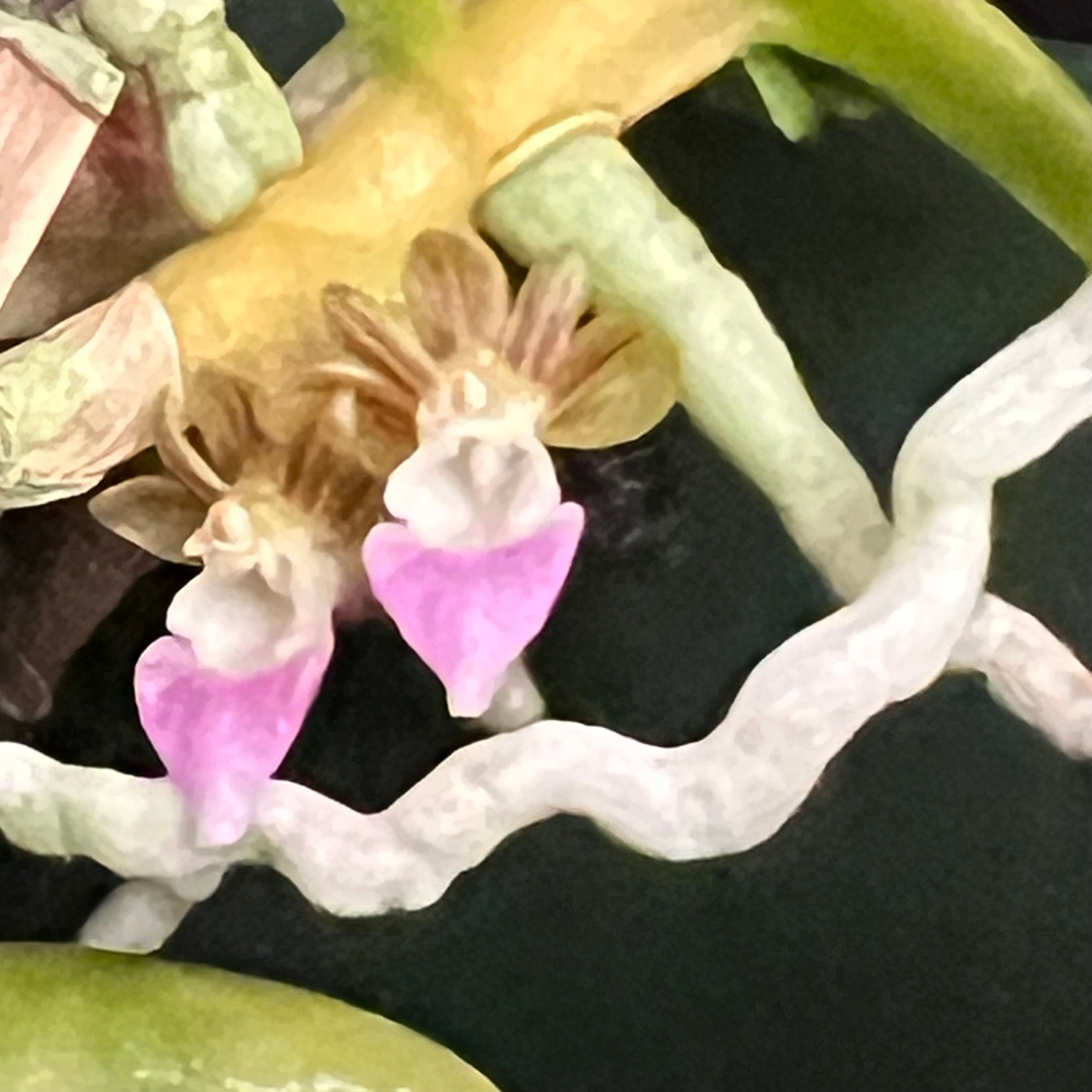 Pelatantheria rivesii