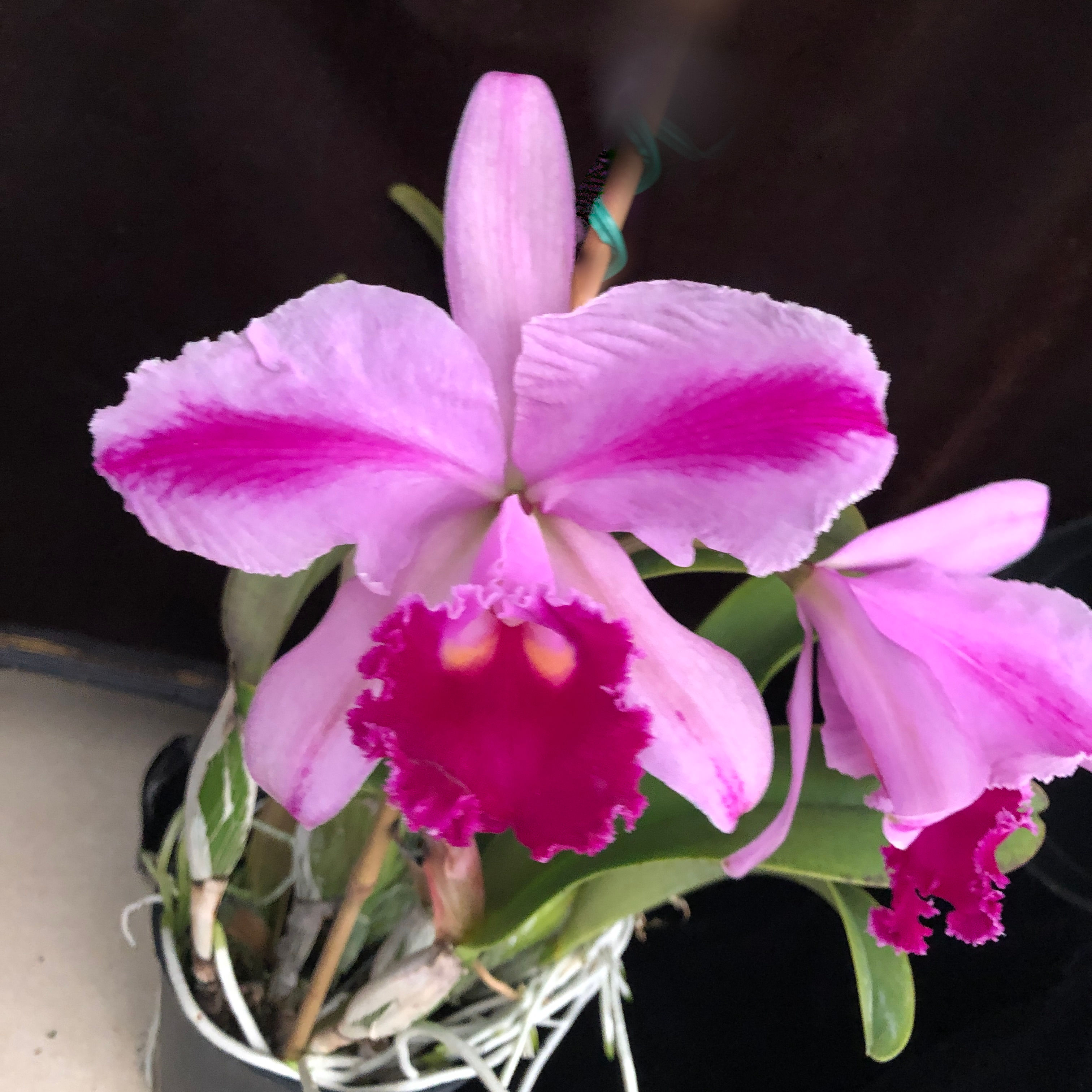 C. trianae'Sweet Surprise' x self