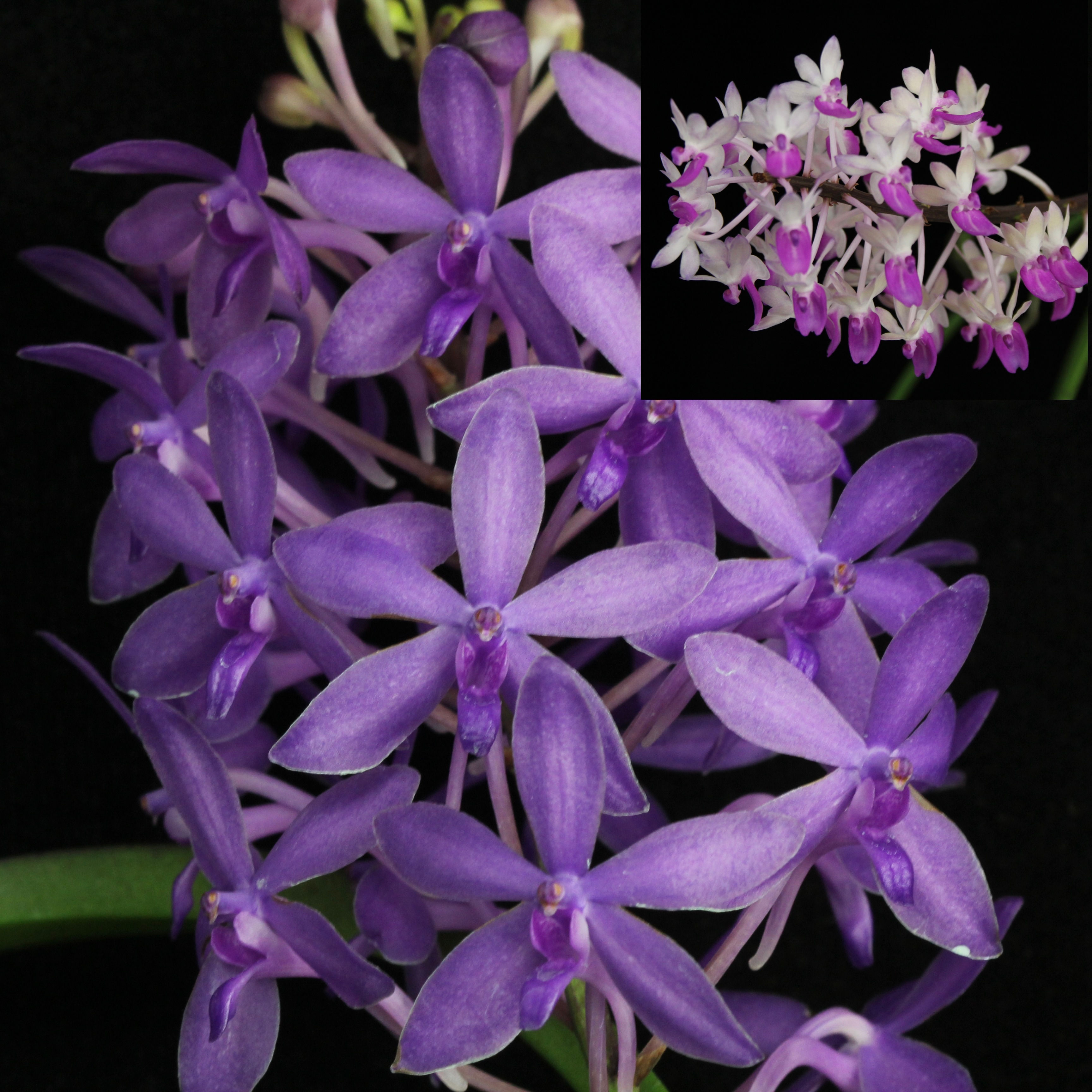 V. Deep Blue Seas x Sei. mitrata