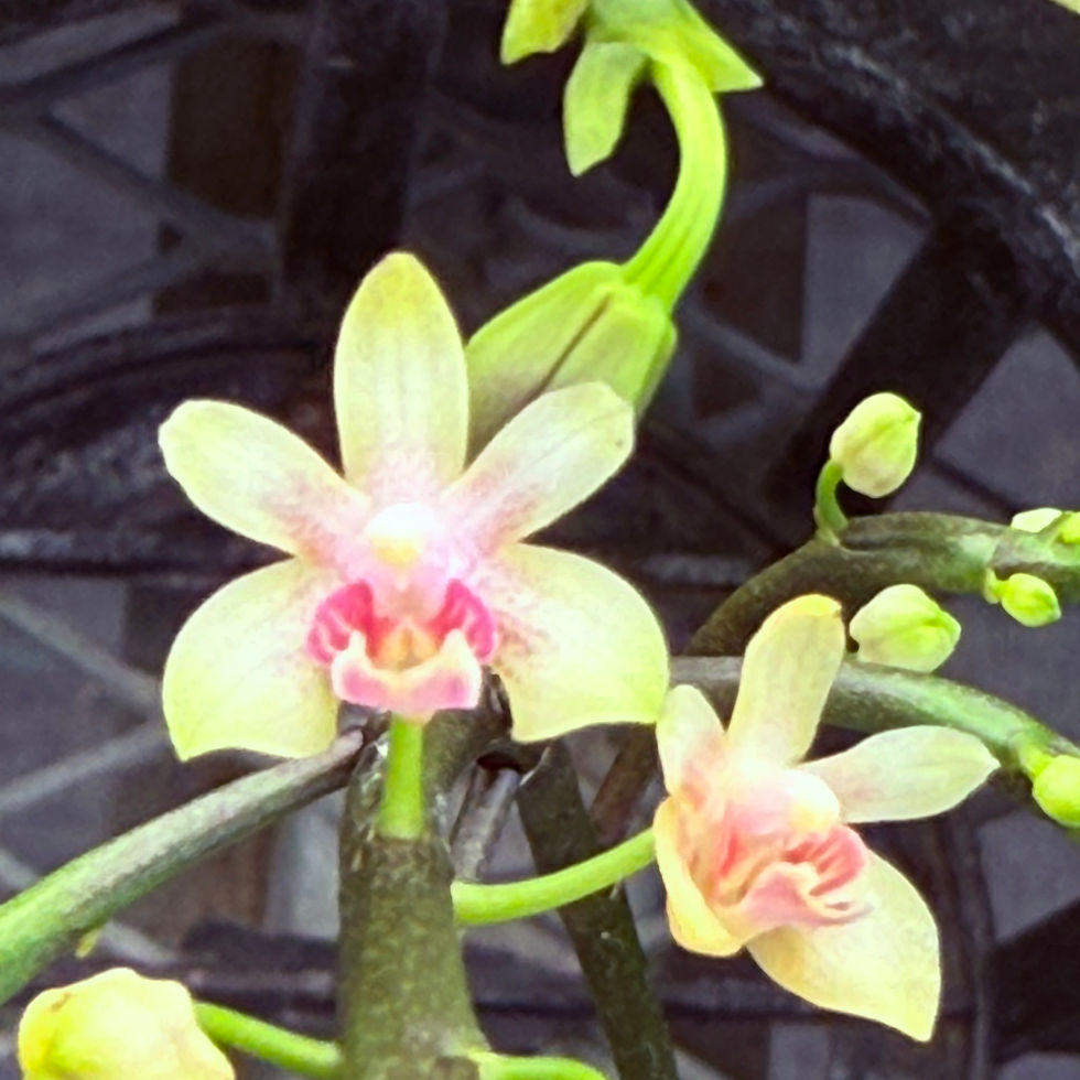 Phal. deliciosa var. hookerianum