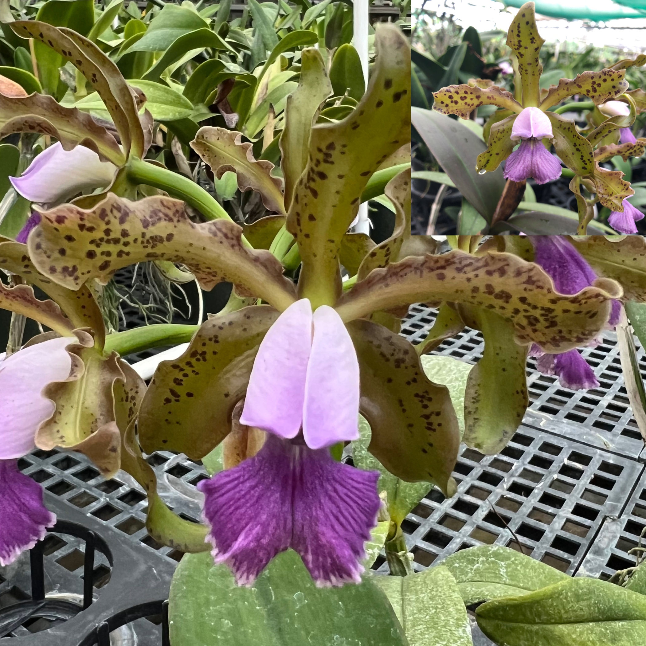 C. Mareeba Tiger 'Blue' x C. Mareeba Tiger 'Spots'