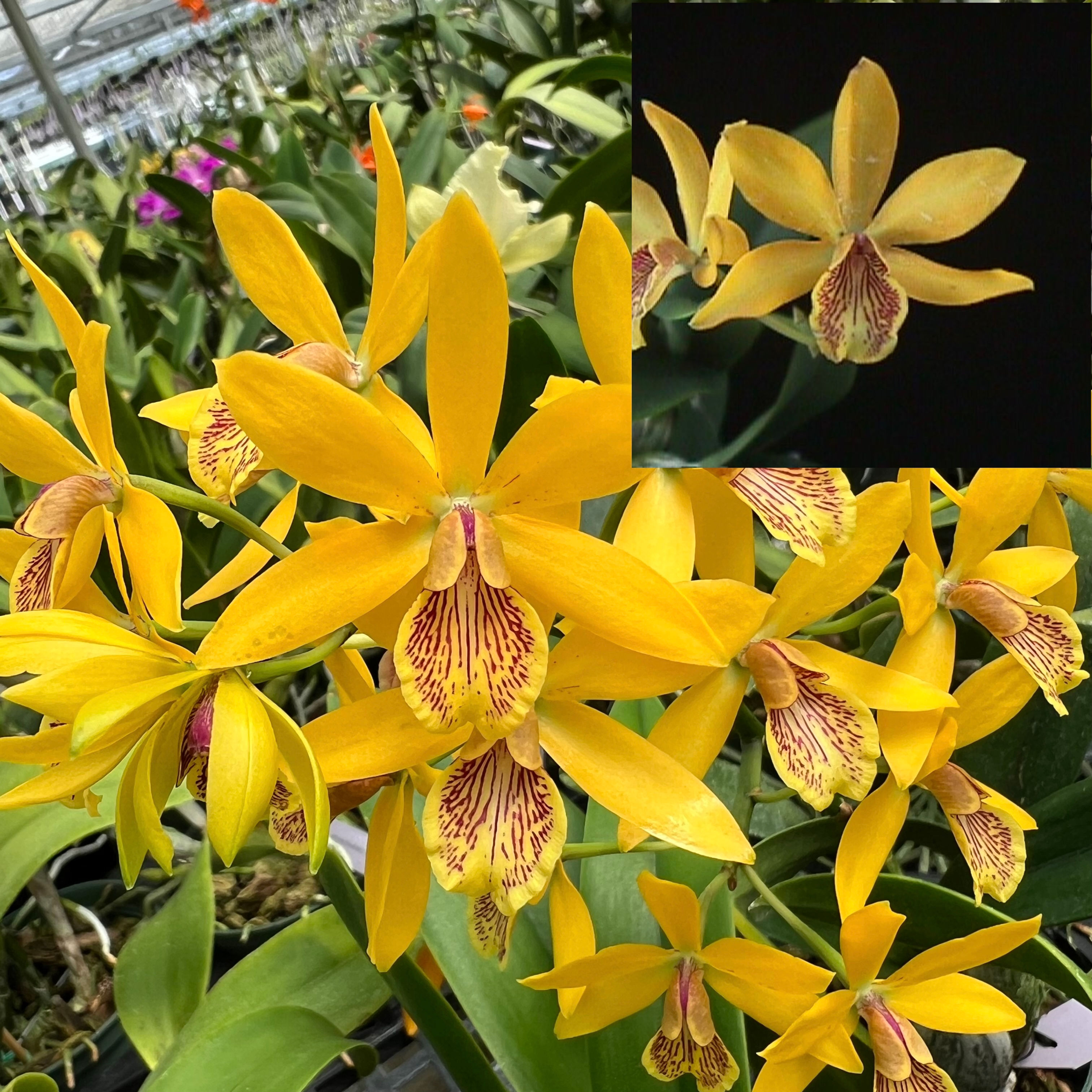 Epi. Kiyoguchi 'Spring Fragrance' x Epi. Kiyoguchii