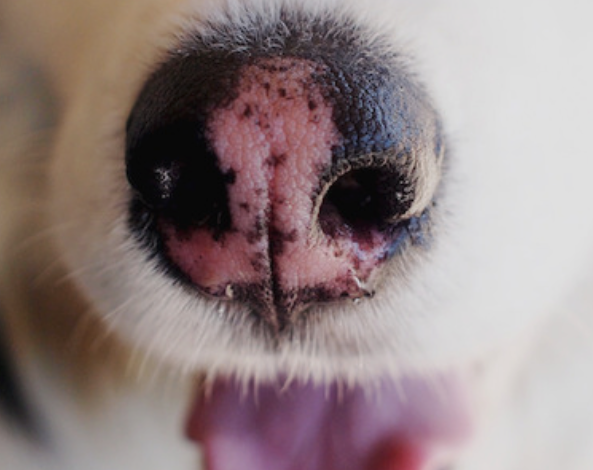 Köpeklerin Burunlarının Rengi Neden Açılır? content media