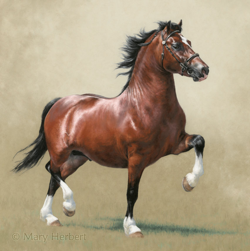 commissioned portrait of a horse in pastel by Mary Herbert