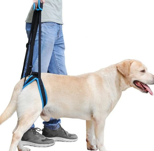 Thumbnail: Pet Leg Support