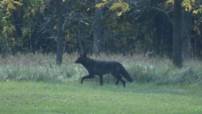 Black Coyotes
