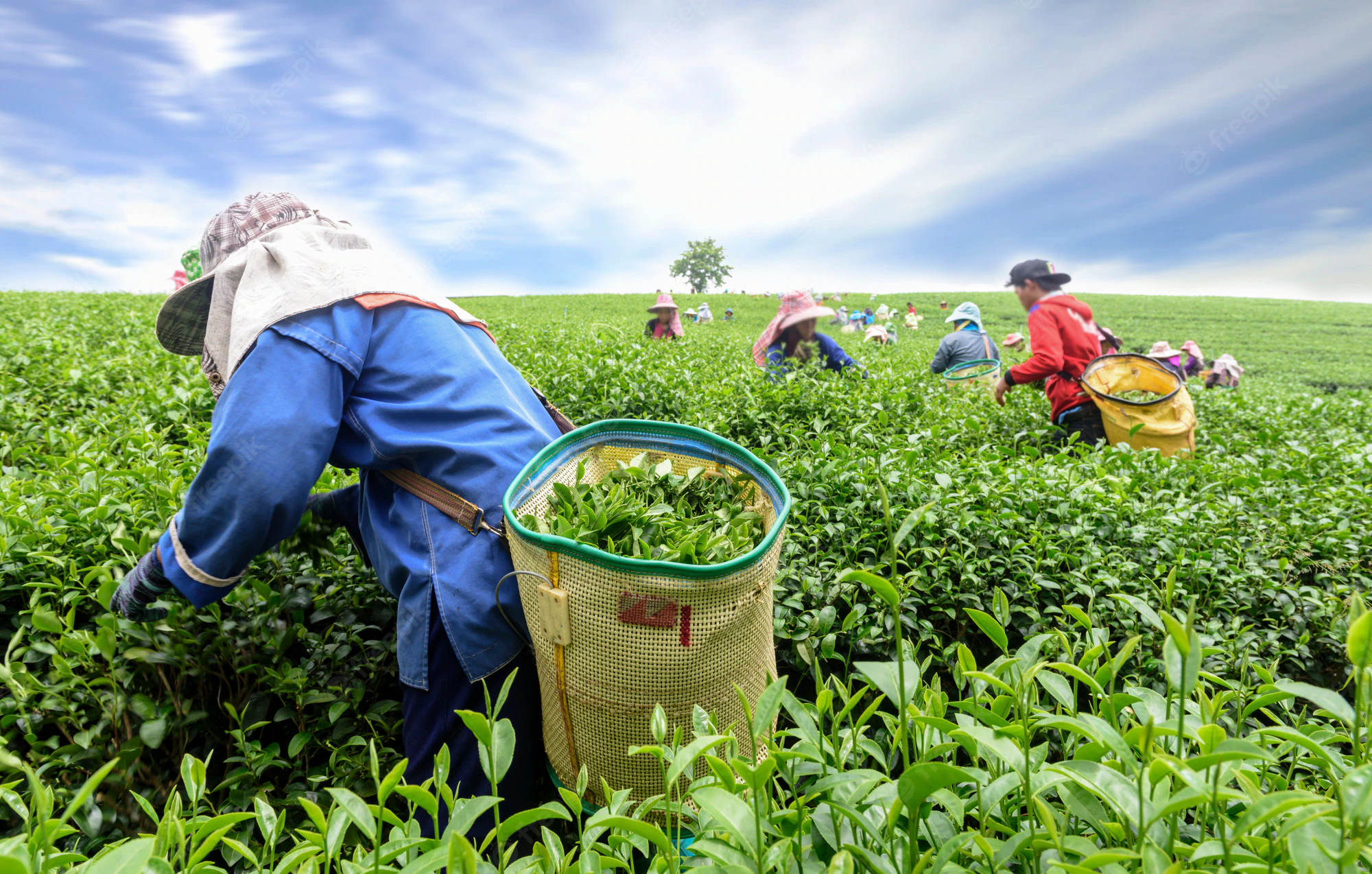 crowd-tea-picker-picking-tea-leaf-plantation-chiang-rai-thailand_73899-1040.webp