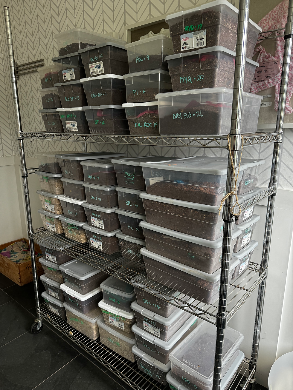 Dahlia tubers stored in bins