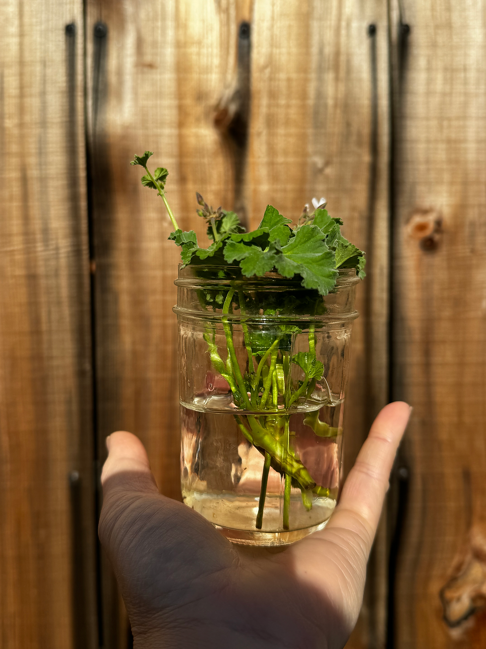 Geranium cuttings