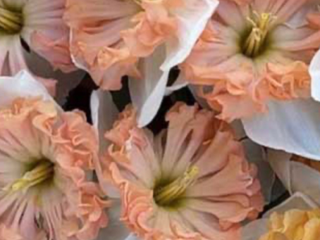 Trendiest Spring Flowers
