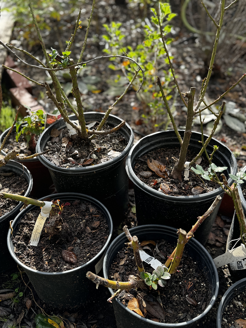 Potted roses