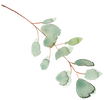 watercolor eucalyptus