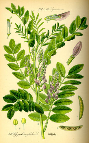 Licorice is Powerful Medicine