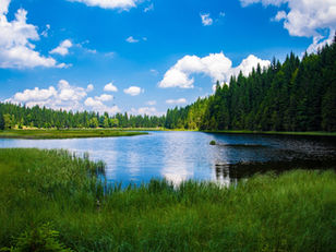 Why Try Forest Bathing to Decrease Anxiety, Depression & Inflammation?
