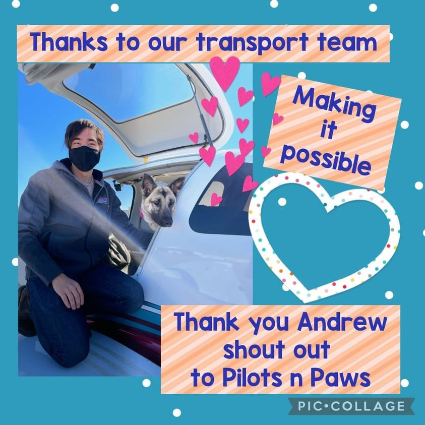 Pilots 'N Paws