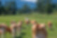 Mark in the pasture with our heritage Guernsey cows at Promise Valley Farm.