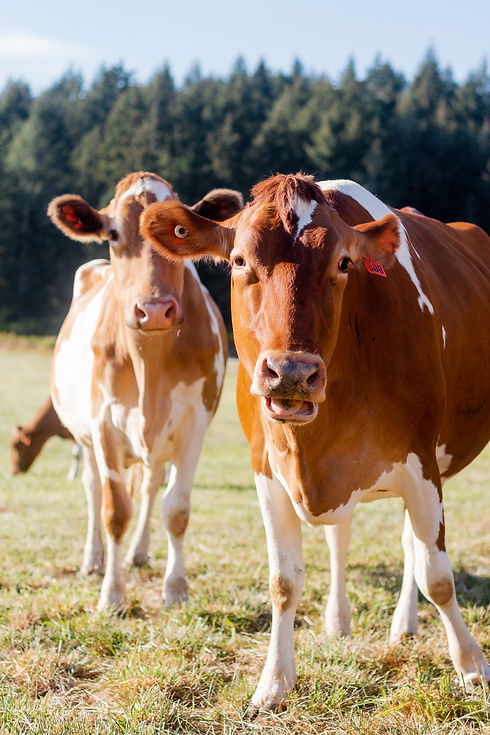 Two Guernsey cows at Promise Valley Farm.