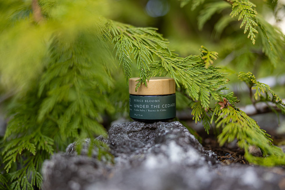 Thumbnail: Under the Cedars Salve - 1oz