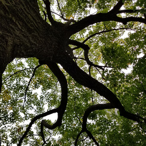 Wm_Penn_Tree.jpg