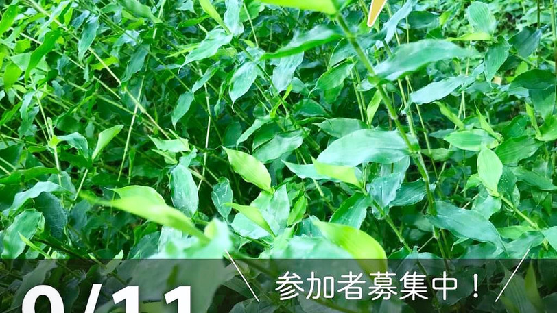 染色の森:コブナグサの草木染め