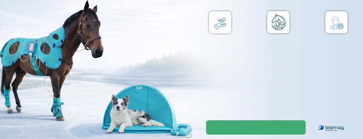 Veterinärmedizinische Magnetfeldtherapie