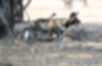 African wild dogs