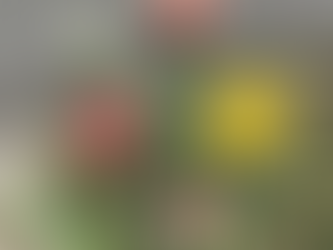 チューリップ🌷