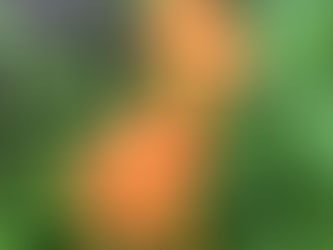 雨の中に鮮やかな花