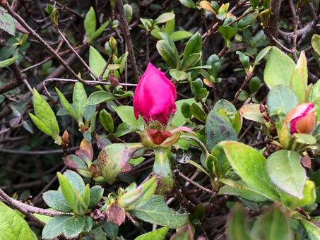 ツツジのつぼみ