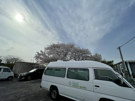 敷地内の桜満開🌸