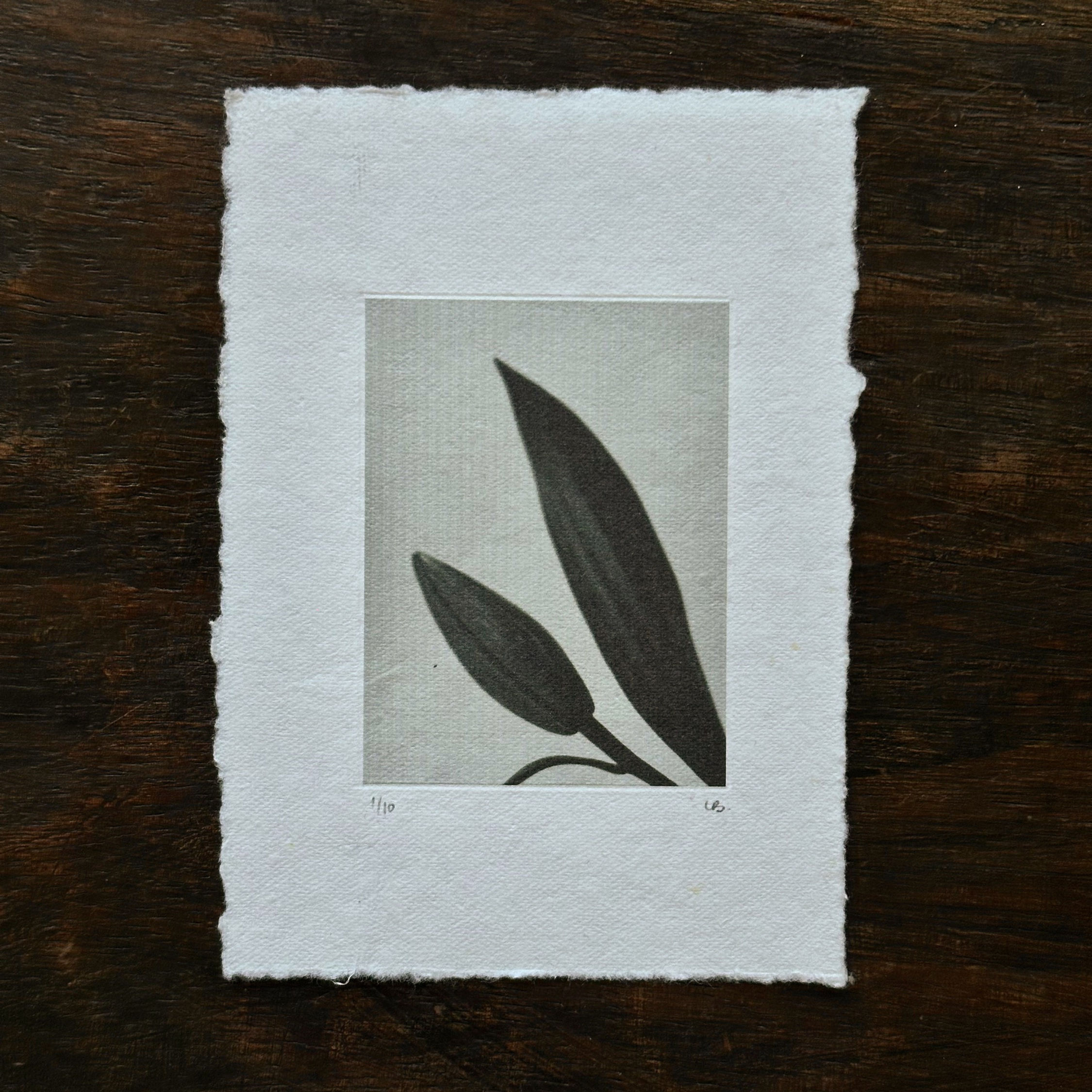 BOTANIC NUMBER FIVE