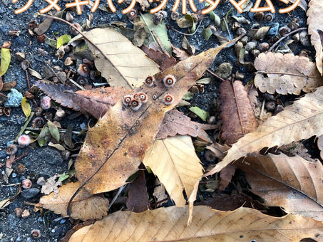 クヌギハケツボタマムシ?!