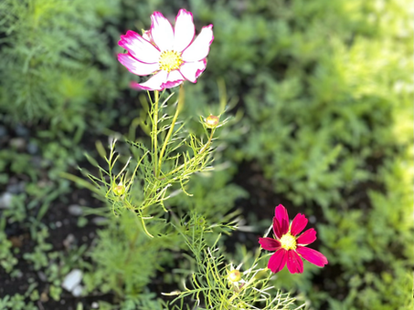 気の早いコスモス