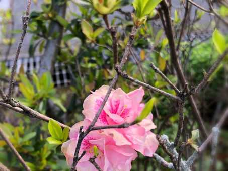 バラのようなツツジ