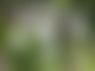 ハナニラ‥その2