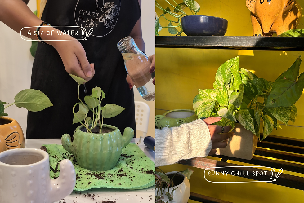 Indoor plants at Crazy Plant Lady Cafe in Ahmedabad showcasing healthy houseplants for beginner plant parents
