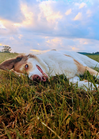Dog in the grass at The Dog Park Hemyock