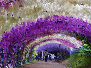 10 Best Wisteria Gardens in Japan