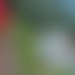 What to Do in Arashiyama: 8 Best Things to Do in Arashiyama, Kyoto