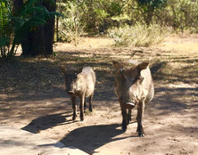Warthogs in the garden