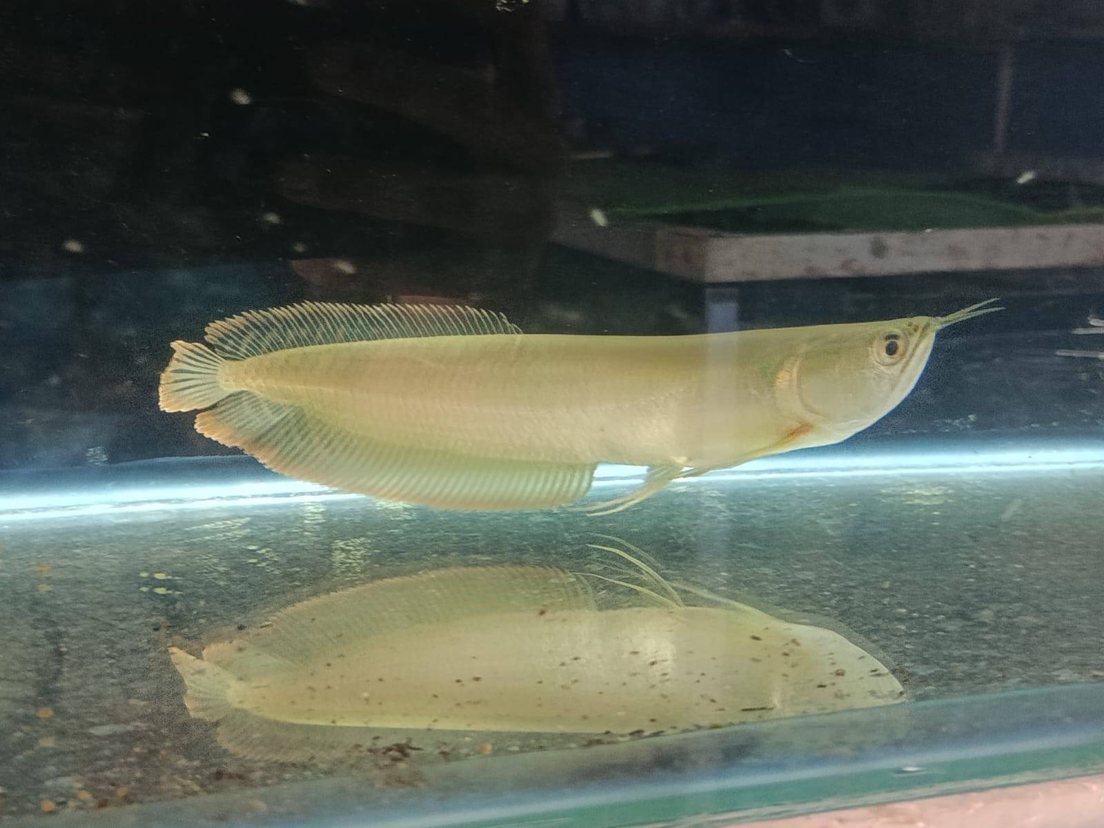 Silver Arowana Aquarium Fish
