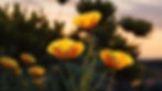 Island Bush Poppy in the wild.