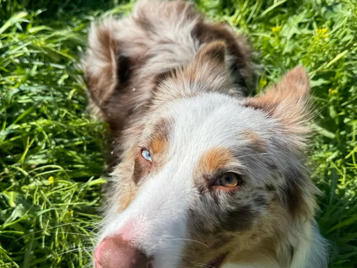 Red Merle Australian Shepherd dog playfully lying on green grass in Southern California yard
