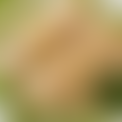 Pollo en crema de champiñones