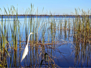 Lake Hancock: Linking Watersheds and Wildlife