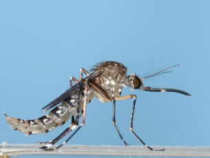 Mosquitoes: The Buzz on Florida’s Most Notorious Insects