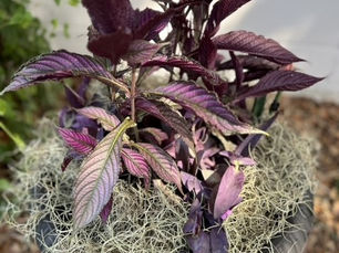 Spooky Plantings and Haunting Fall Containers
